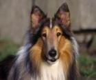 Collie