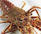 Ένα μεγάλο αστακό ή Homarus