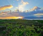 Αμπελώνας Τοπίο της Pico Island, Πορτογαλία.