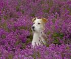 Fox Terrier στον τομέα