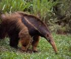 anteater