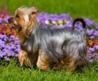 Αυστραλιανή Silky Terrier Τεριέ Αυστραλίας ή ένα τεριέ είναι αρχικά από την Αυστραλία