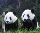 Γίγαντας pandas