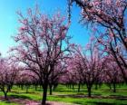 Δέντρα ανθοφορίας almond άνοιξη