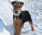 Welsh Terrier προέρχεται από την Ουαλία