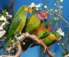 Τέσσερις parakeets