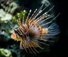 Κόκκινο lionfish