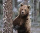 Ευρωπαϊκό καφέ αρκούδα στο πόδι επάνω σε ένα δέντρο