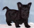 Scottish Terrier κουτάβι