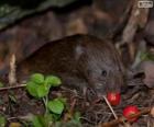 Southwestern water vole