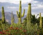 Κάκτος Saguaro