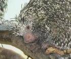 Βραζιλίας porcupine