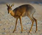 Dik-Dik