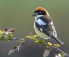 Woodchat Shrike