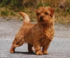 Norwich Terrier