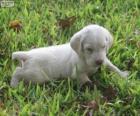 Κουτάβι Spinone Italiano