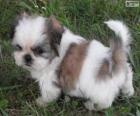 Shih Tzu κουτάβι