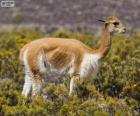 Το vicuña