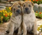 Shar Pei κουτάβια