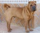 Shar Pei, κινεζικής φυλής