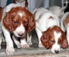 Irish Red and white Setter κουτάβια