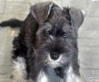 Standard Schnauzer κουτάβι