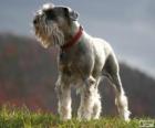 Standard Schnauzer