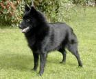 Schipperke