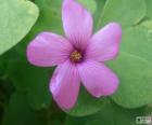 Ροζ oxalis