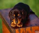 Black and Tan Coonhound κουτάβι