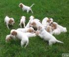 IIstrian Shorthaired Hound κουτάβια