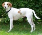 IIstrian Shorthaired Hound