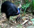 Cassowary