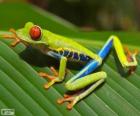 Red-eyed tree frog