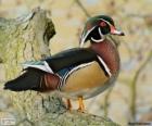 Wood duck or Carolina duck