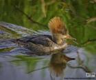 Γυναίκα με κουκούλα Merganser