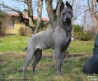 Ταϊλάνδης Ridgeback