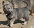 Σουηδική Vallhund κουτάβι