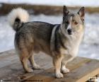 Σουηδική Vallhund