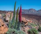 Bugloss Τενερίφη, Τενερίφη