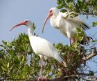 Αμερικανικό λευκό ibis