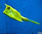 Longhorn cowfish, κέρατα boxfish, χαρακτηρίζεται από τα κέρατα που προεξέχουν στο μπροστινό μέρος του κεφαλιού του, κυρίως ζουν σε υφάλους των Κοραλλιών