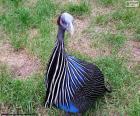 Vulturine guineafowl