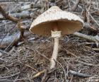 Macrolepiota procera