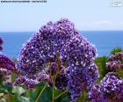 Λουλούδια της Limonium perezii