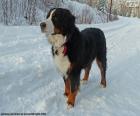 Μπερνίζ - Bernese Mountain Dog