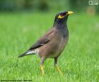 Κοινή myna