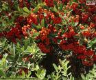 Pyracantha coccinea