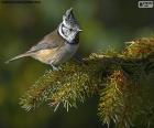 Ευρωπαϊκή Crested tit