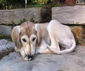 Puzzle Saluki κουτάβι